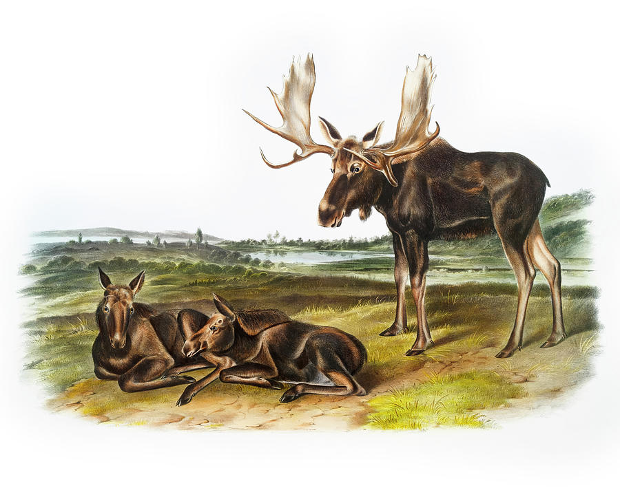 Moose Deer Drawing