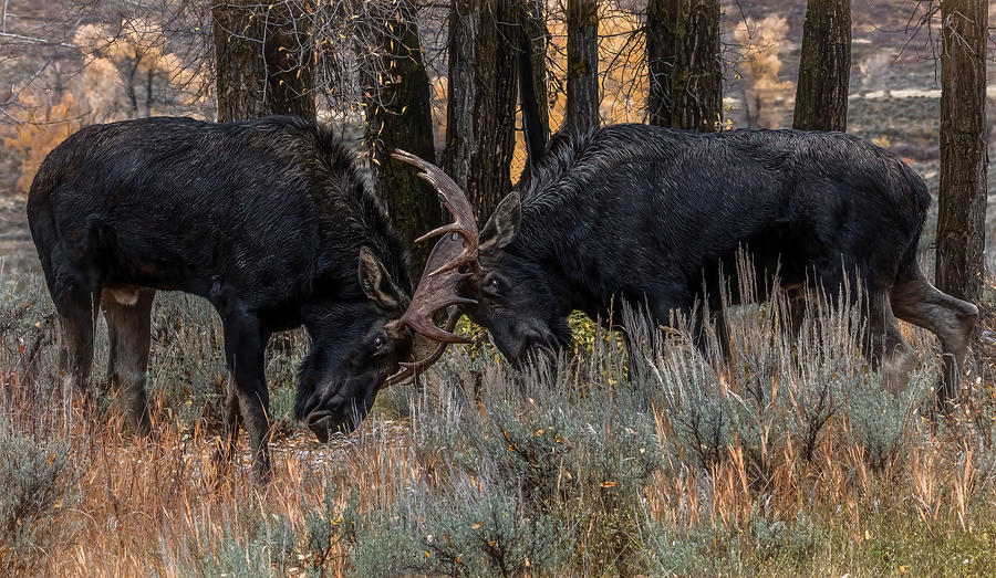 Moose Do Battle, Grand Teton National Park Photograph by Marcy Wielfaert