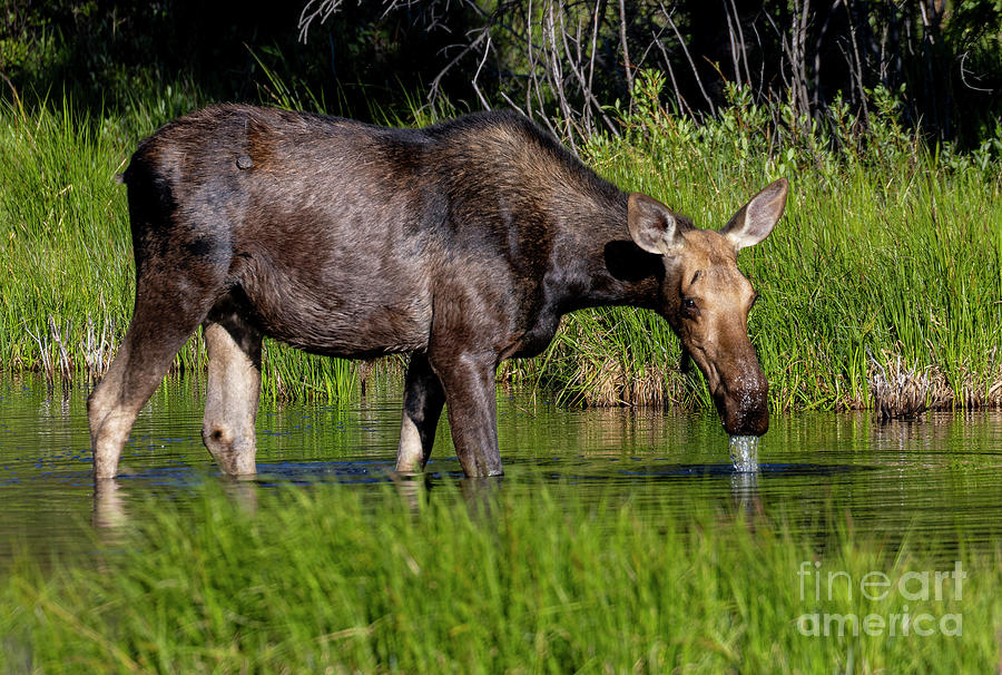 Moose Drinking Photograph by Steven Krull