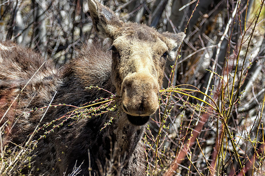 Moose Eating Along Moose-Wilson Road Photograph by Belinda Greb