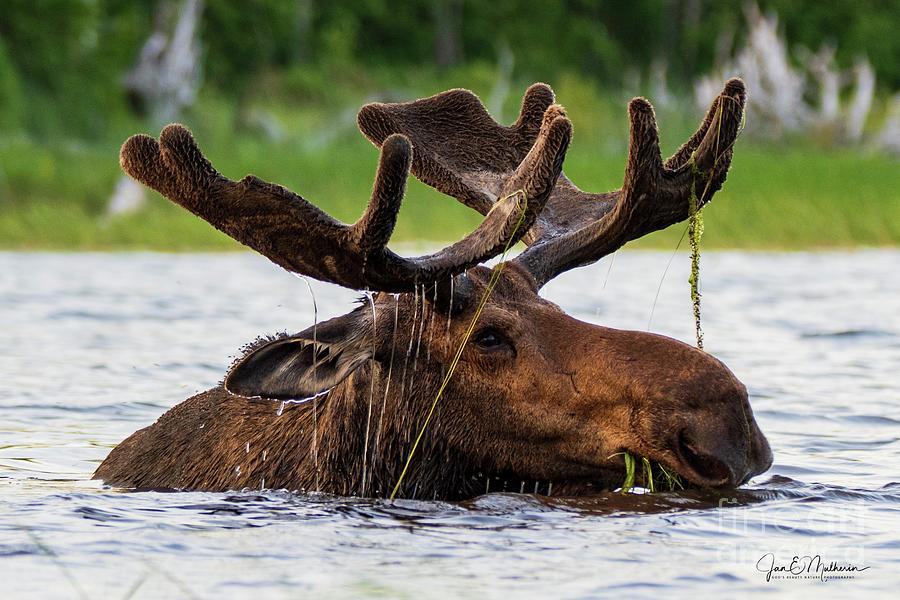Moose Eating Breakfast - Allagash, Maine Photograph by Jan Mulherin