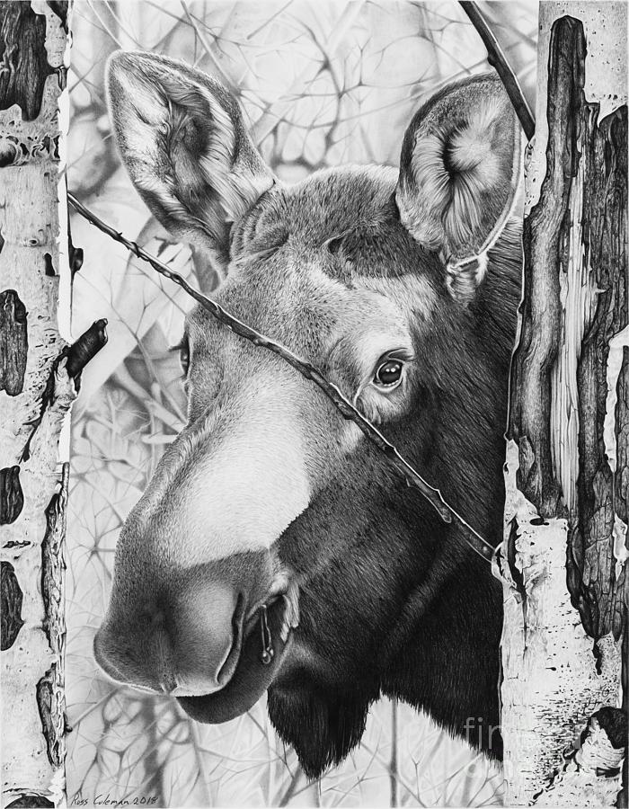 Moose Face Drawing by Ross Coleman Fine Art America