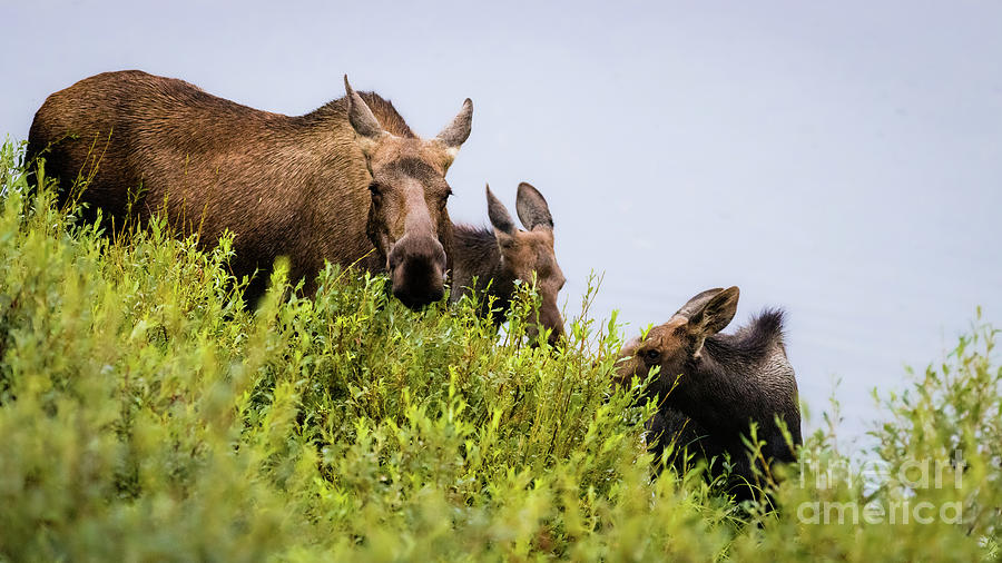 Moose family grazing Photograph by Lyl Dil Creations