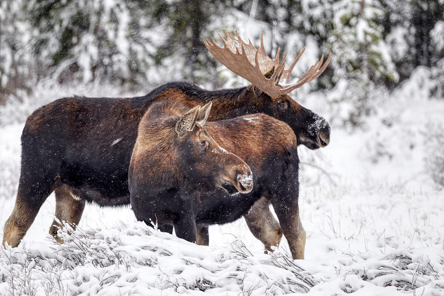 Moose Family Photograph by Paul Freidlund