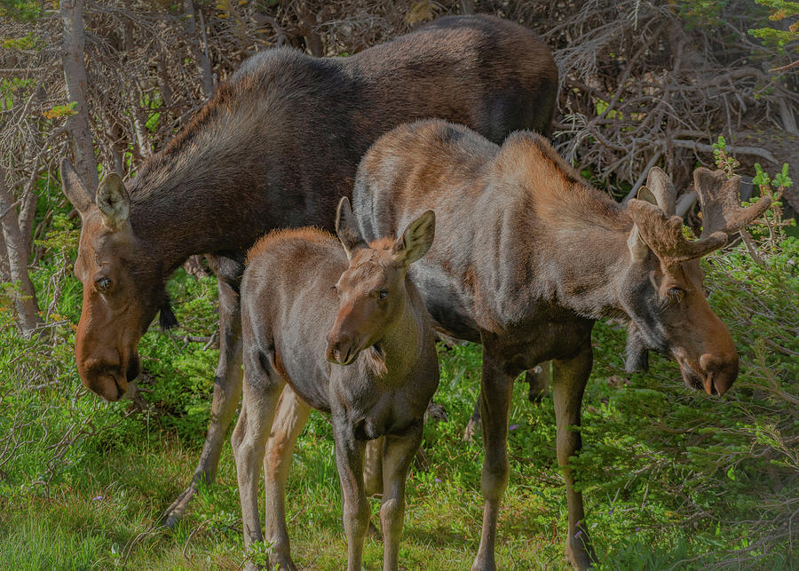 Moose Family Portrait Photograph by Gary Kochel