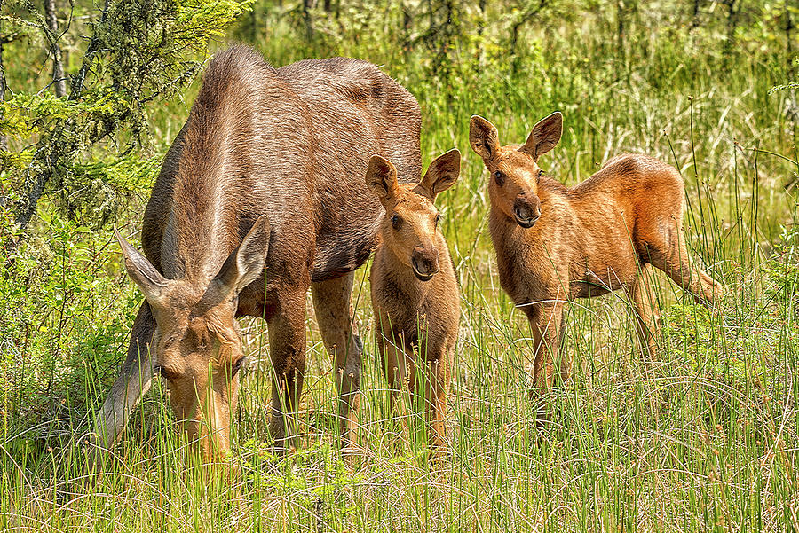 Moose Family Photograph by Robert Libby