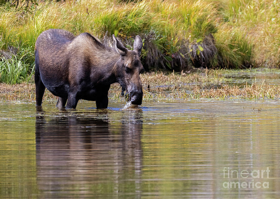 Moose Feeding In Beaver Ponds Photograph