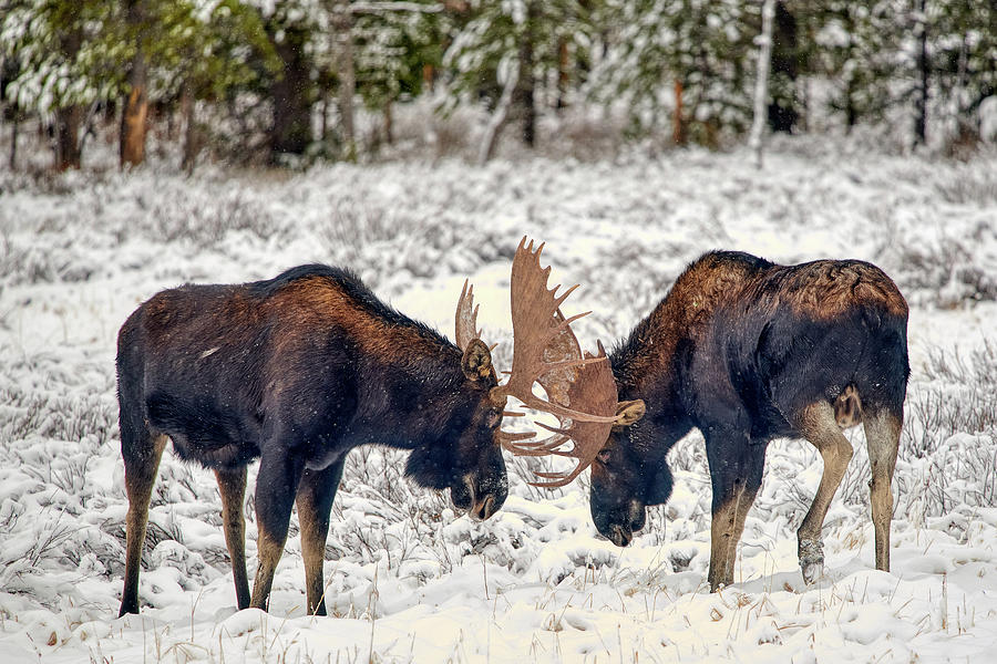 Moose Fighting Photograph by Paul Freidlund