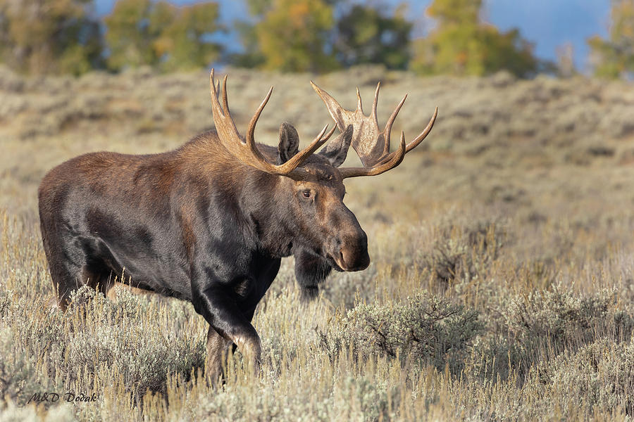 Moose following Female Photograph by Mike Dodak - Fine Art America