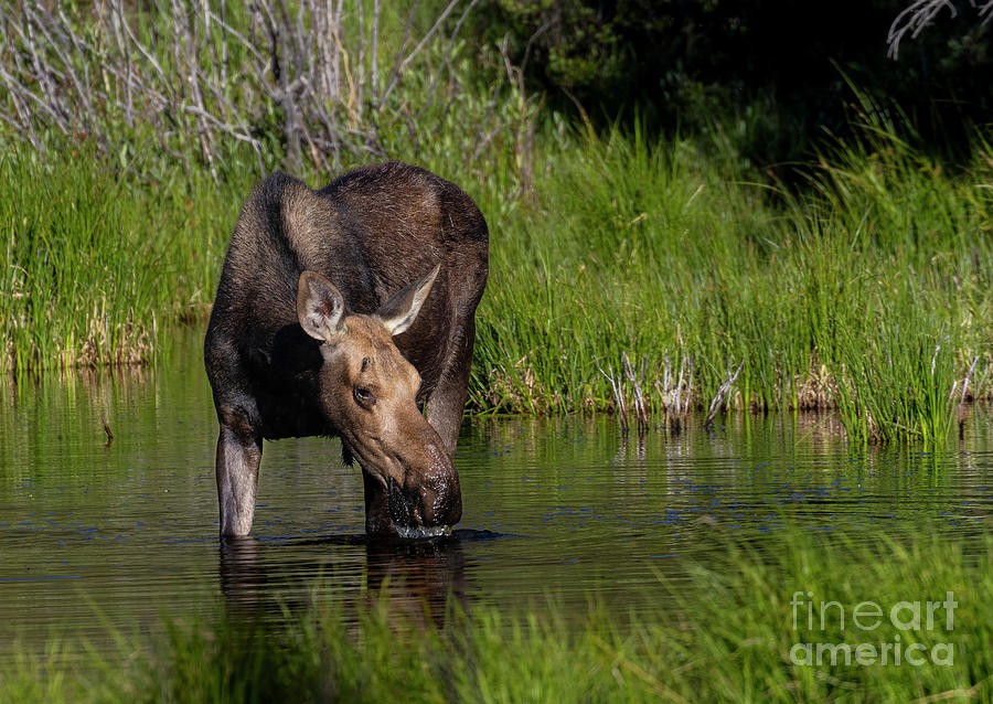 Moose Foraging Photograph