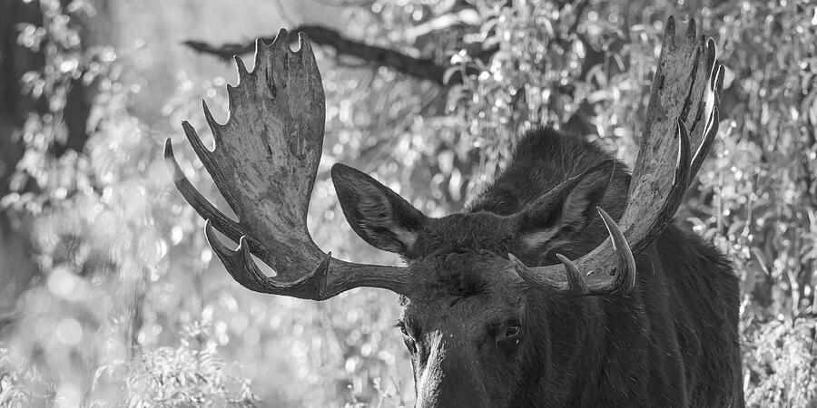 Moose Gaze Photograph by Mary Hone Moose Gaze Photograph by Mary Hone