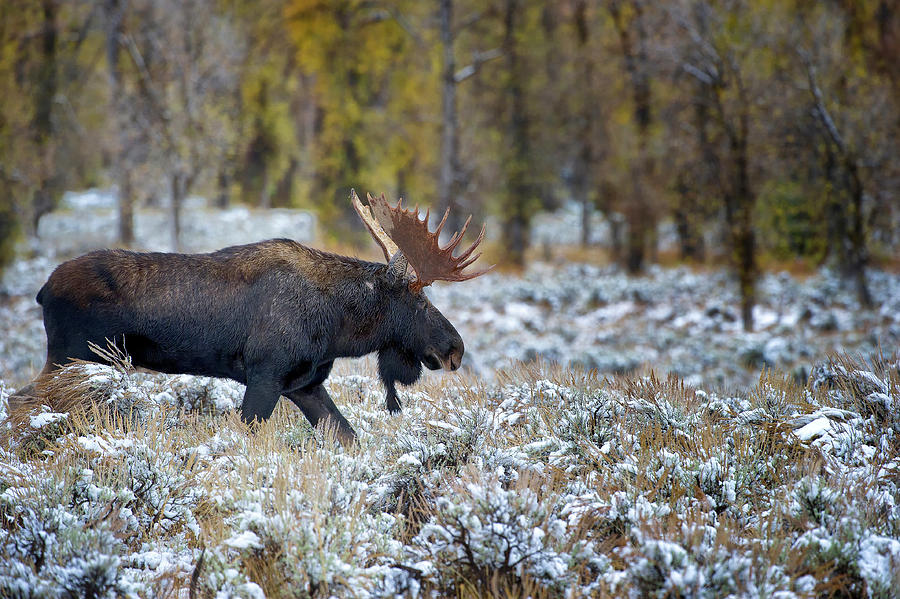 Moose, Grand Teton NP Photograph by Doug Wittrock