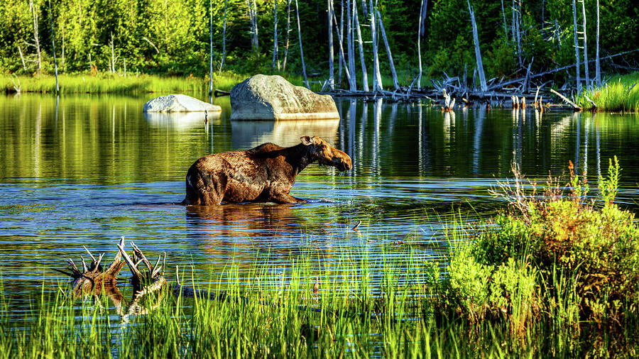 Moose in Baxter 34a5609 Photograph by Greg Hartford
