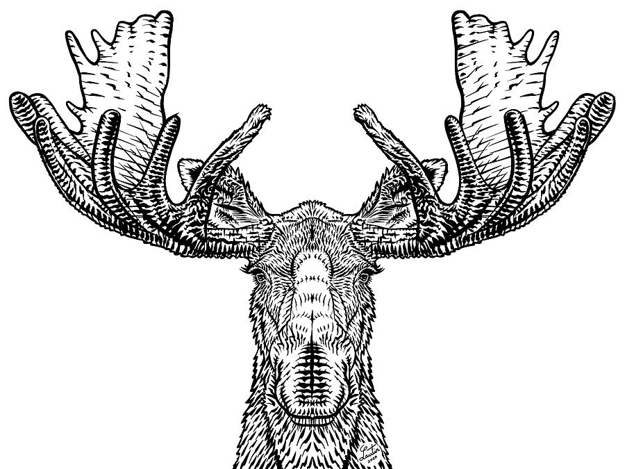 moose antler drawing