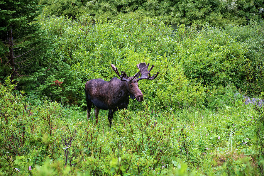 Moose in Cascade Canyon Photograph by Rose Guinther