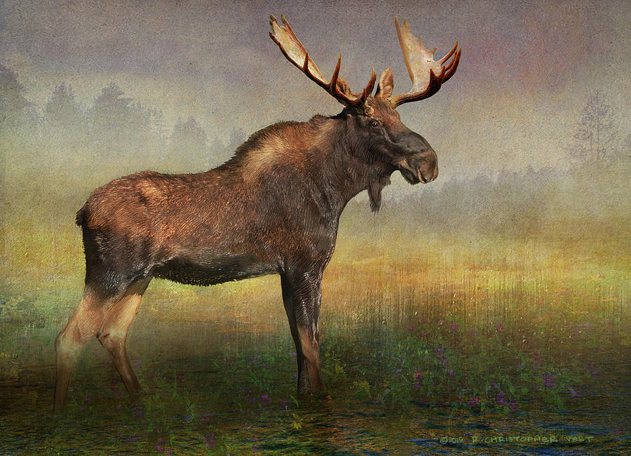 Moose Photograph - Moose in Fog and Flowers by Christopher Vest