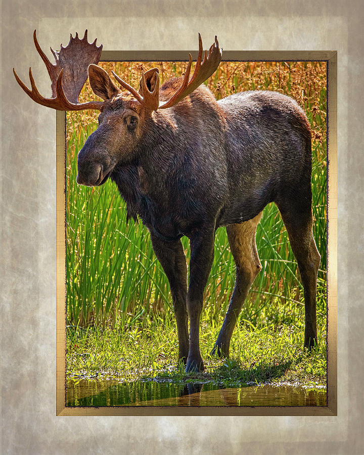 Moose in Frame Photograph by David Sams - Fine Art America