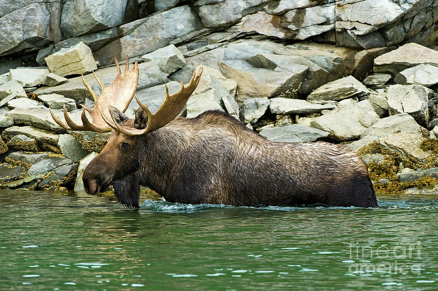 Moose in Geographic Harbor MO9135 Photograph by Mark Graf