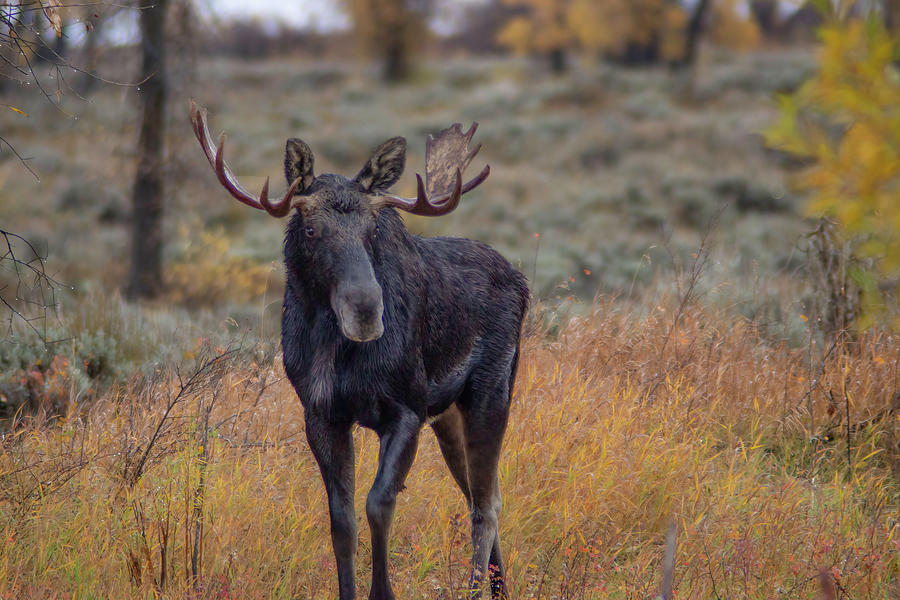 Moose in Grand Tetons Photograph by C Kraemer - Fine Art America