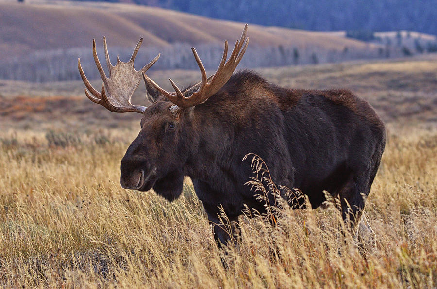 Moose in Jackson Hole, Wyoming Photograph by Karen Cox