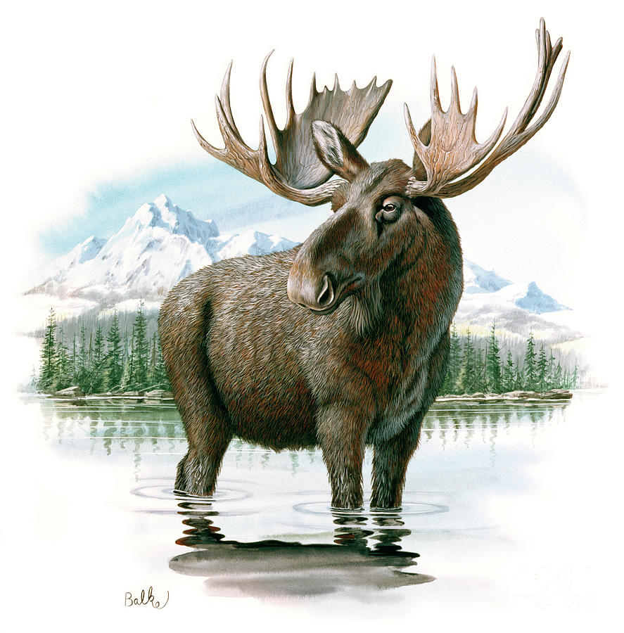 Moose in Lake Painting by Don Balke