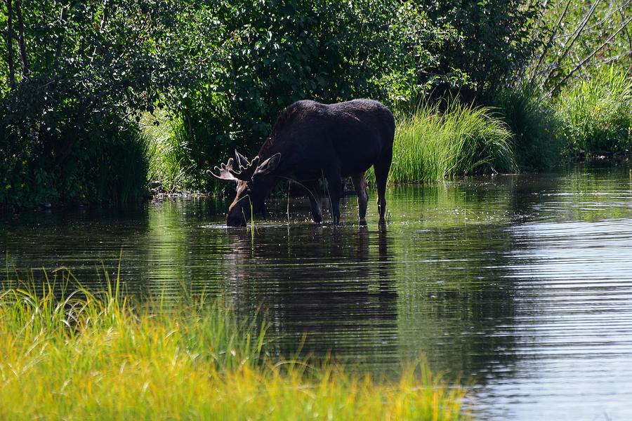 Moose in Moose pond Photograph by Dwight Eddington - Fine Art America