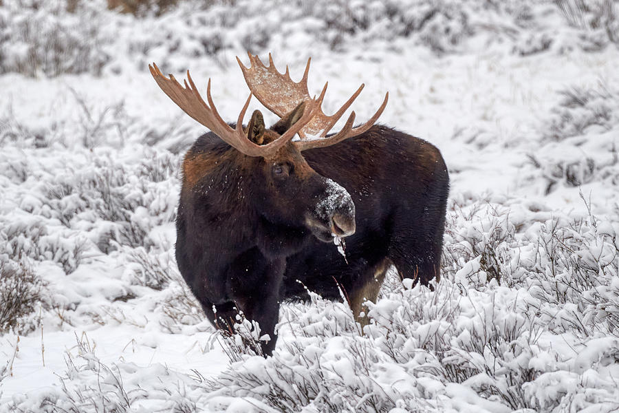 Moose in snow Photograph by Paul Freidlund