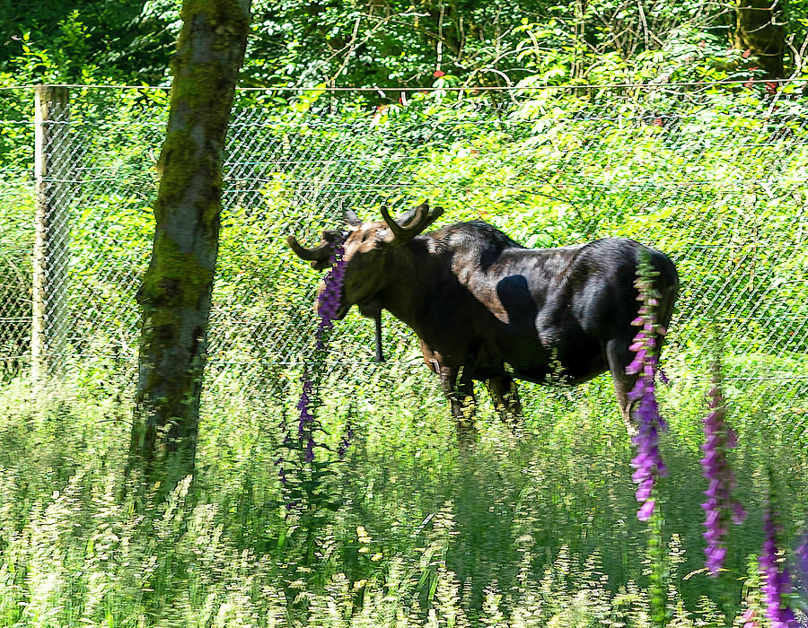 Moose in the Lupine  Photograph by Cathy Anderson