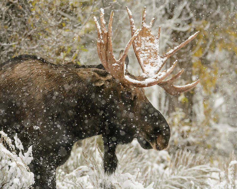 Moose in the Snow Photograph by Mary Hone