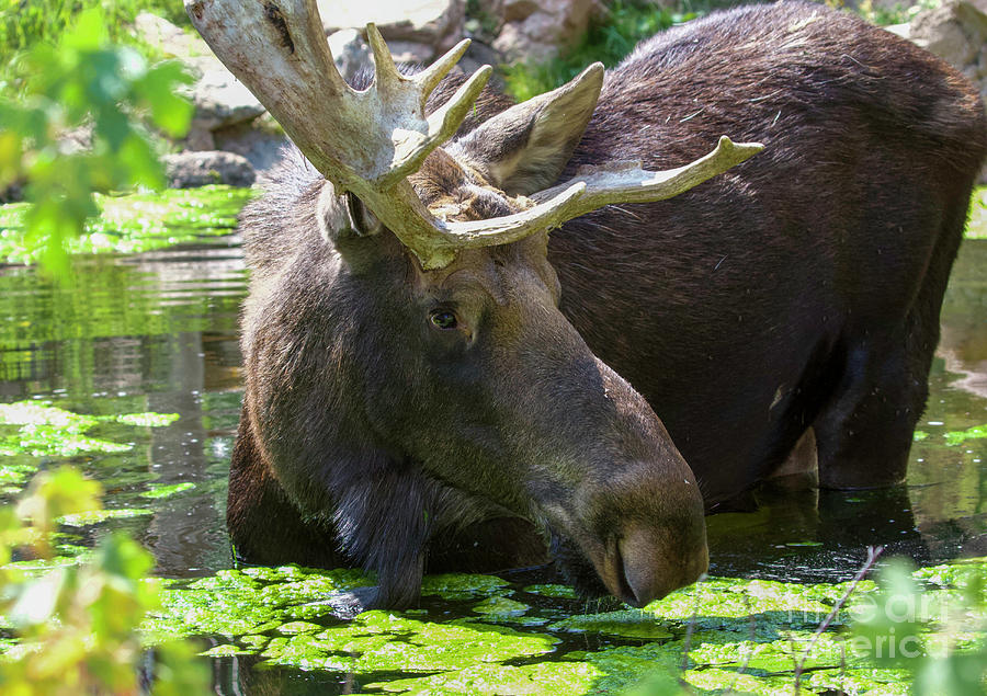 Moose in the Water Photograph by Shirley Dutchkowski