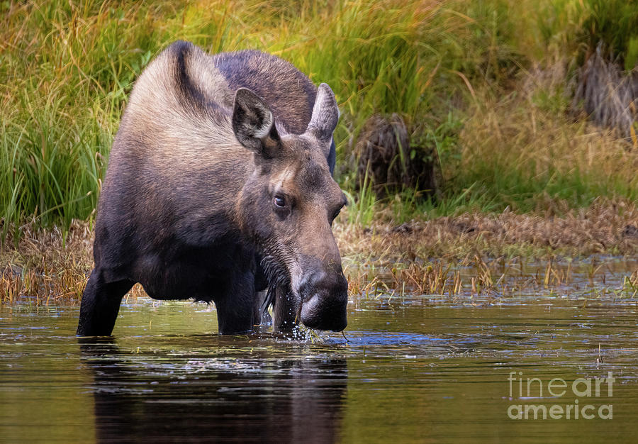 Moose In The Water Photograph