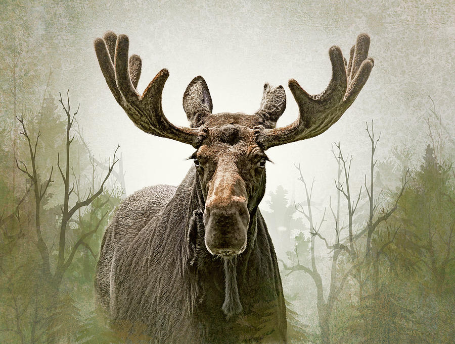 Moose in the Woodland Forest Photograph by Jennie Marie Schell