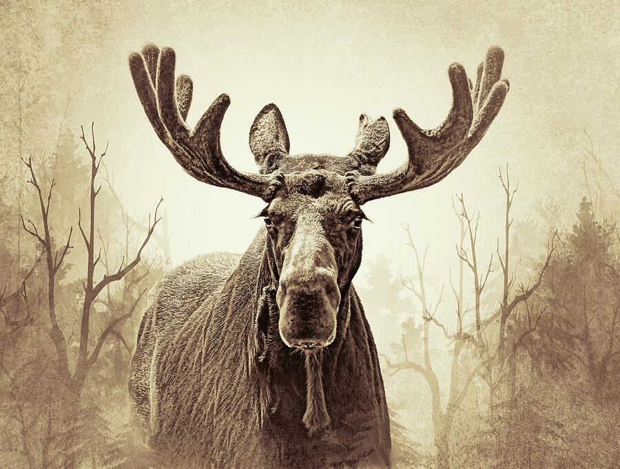 Moose in the Woodland Forest Sepia Photograph by Jennie Marie Schell
