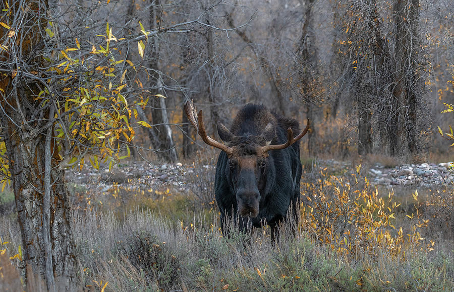 Moose in the Woods, Grand Tetons Photograph by Marcy Wielfaert