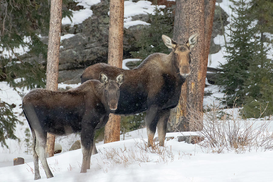 Moose in Winter Photograph by Mindy Musick King