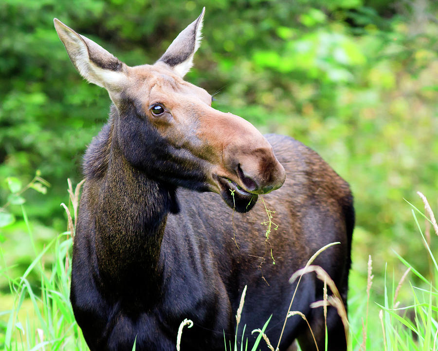 Moose Photograph by John Rowe
