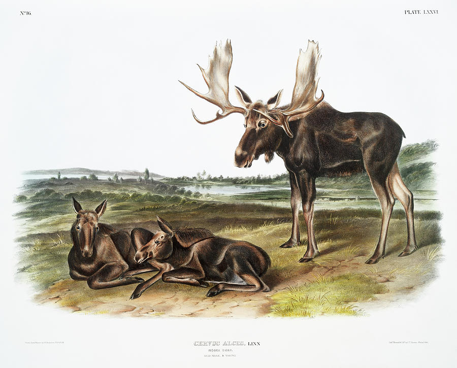 Moose. John Woodhouse Audubon Illustration Mixed Media by World Art Collective