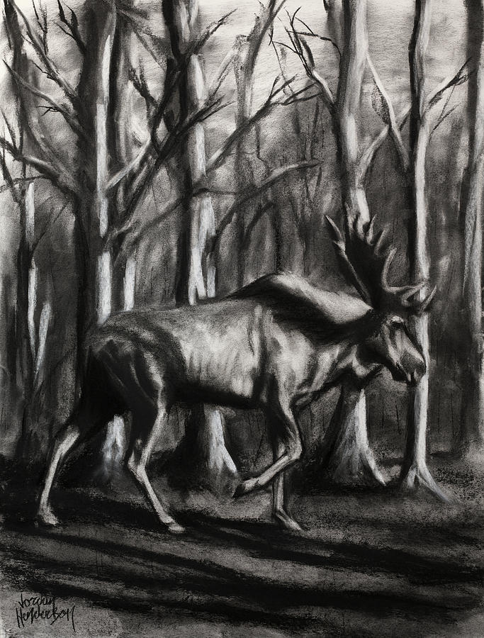 Moose Drawing by Jordan Henderson
