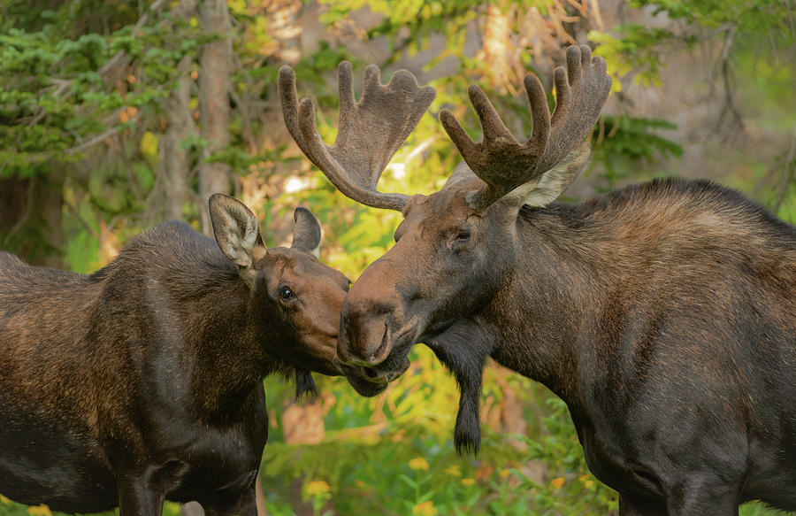 Moose Kiss Photograph by Gary Kochel