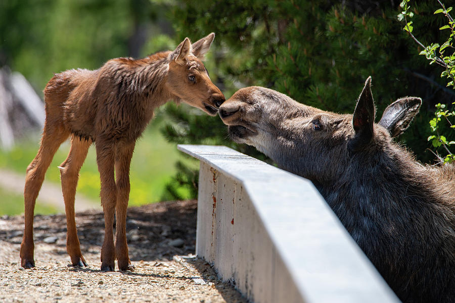 Moose Kisses Photograph by Darlene Bushue