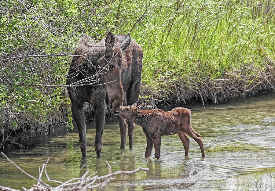 Moose Kisses Mom and Baby Photograph by Jennie Marie Schell