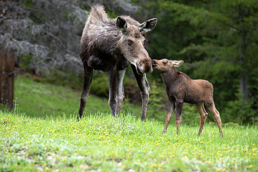 Moose Kisses Photograph by Terri Cage