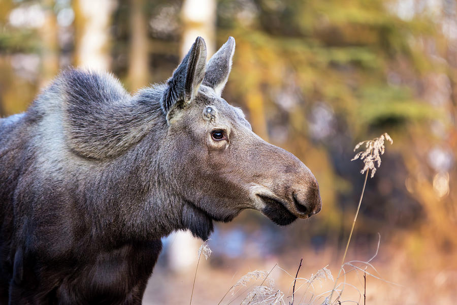 Moose Photograph by Kyle Lavey