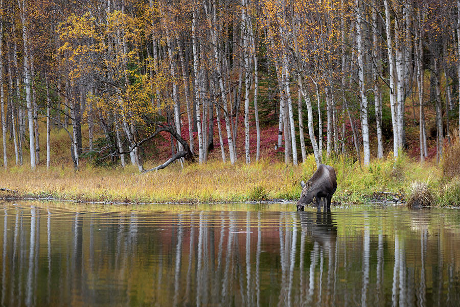 Moose Lake Photograph by Scott Slone