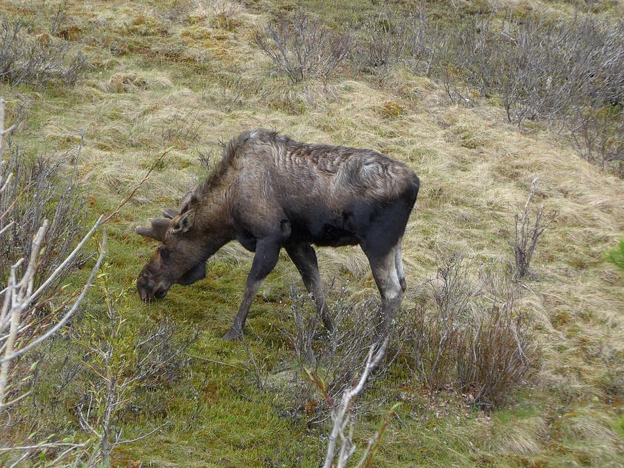 Moose Photograph by Lisa Mutch