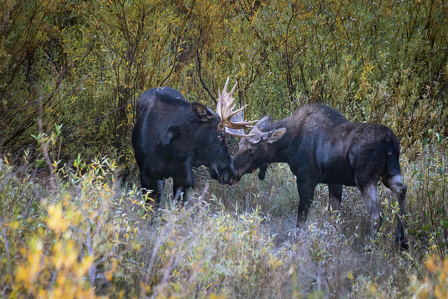 Moose Love Photograph by Joan Escala-Usarralde