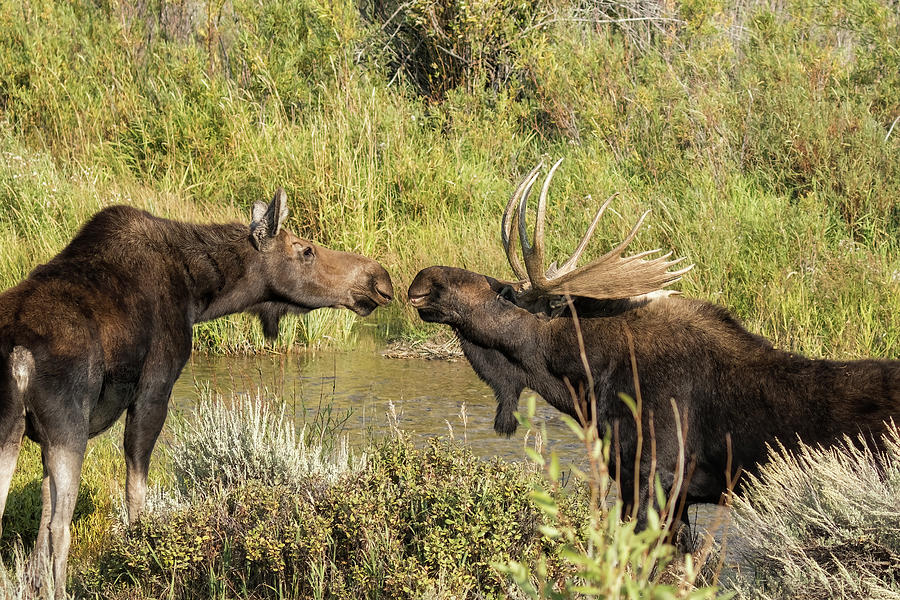 Moose Love, No. 1 Photograph by Belinda Greb