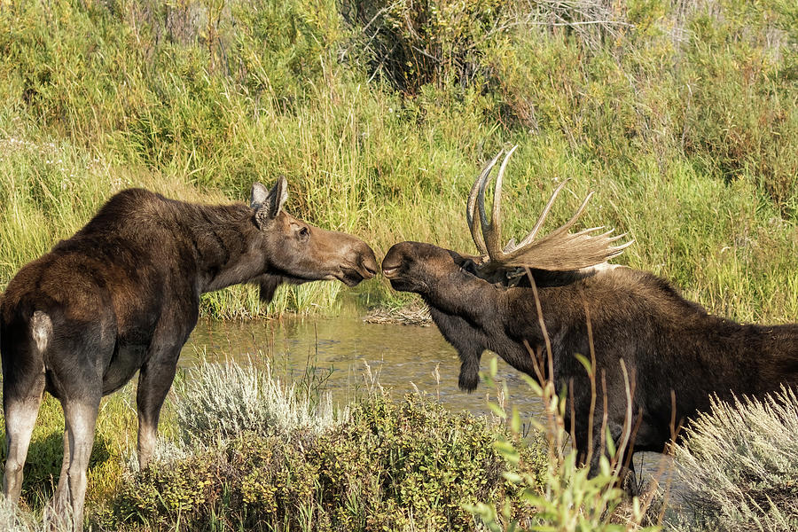 Moose Love, No. 2 Photograph by Belinda Greb