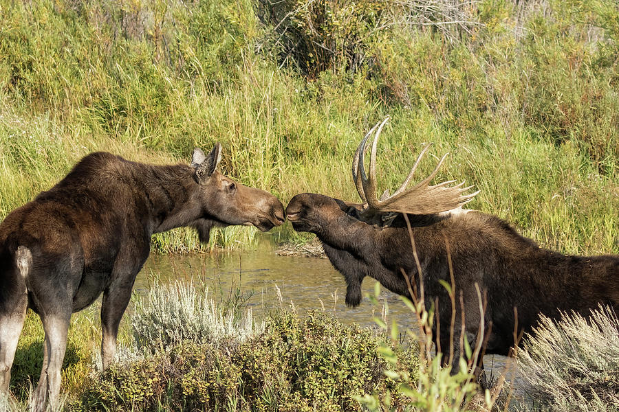 Moose Love, No. 3 Photograph by Belinda Greb