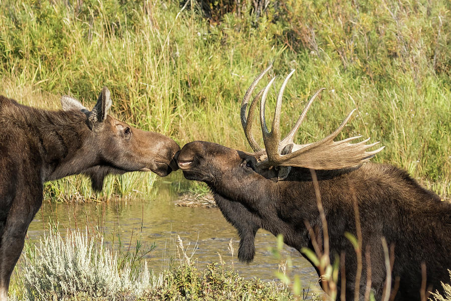 Moose Love, No. 4 Photograph by Belinda Greb